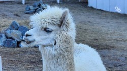 Ставропольский заводчик: Ветеринарам не хватает опыта работы с альпаками