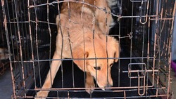 Бездомных собак отлавливают в Будённовском округе 